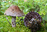  ( - MQ19-PAT-CMMF020672)  @11 [ ] Copyright (2013) Patrick Poitras Mycoquebec