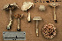  (Entoloma albogriseum - MQ21-YL1004)  @11 [ ] CreativeCommons - Attribution Share-Alike (2021) Unspecified Cercle des Mycologues de Montreal Fungarium