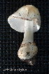  (Amanita decipiens - MQ21-HL115a-QFB32931)  @11 [ ] Copyright (c) (2020) Herman Lambert Mycoquebec