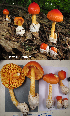  (Amanita jacksonii - MQ22-QFB33038-HL126)  @11 [ ] Copyright (c) (2021) Herman Lambert Mycoquebec