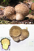  (Lycoperdon molle - MQ22-QFB32992-HL1419)  @11 [ ] Copyright (c) (2015) Herman Lambert Mycoquebec