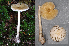  (Amanita sinicoflava - MQ22-QFB33059-HL147)  @11 [ ] Copyright (c) (2021) Herman Lambert Mycoquebec