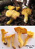  (Cantharellus enelensis - MQ18-HL1499)  @11 [ ] Copyright (2017) Herman Lambert Mycoquébec