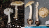  (Amanita citrina - MQ22-QFB33063-HL151)  @11 [ ] Copyright (c) (2021) Herman Lambert Mycoquebec