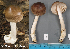  (Amanita sp - MQ23-HL189A)  @11 [ ] copyright (c) (2022) Herman Lambert Unspecified