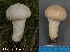  (Lycoperdon muscorum - MQ23-HL1970)  @11 [ ] copyright (c) (2022) Herman Lambert Unspecified