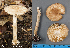  (Amanita citrina - MQ24-HL211)  @11 [ ] bc-nc (2022) Herman_Lambert Unspecified