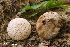  (Lycoperdon rimulatum - MQ22-HRL0966-QFB33189)  @11 [ ] Copyright (c)  Renee Lebeuf Unspecified