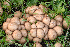  (Lycoperdaceae - MQ22-HRL2216)  @11 [ ] Copyright (2015) Renee Lebeuf Unspecified