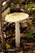  (Amanita murrilliana - MQ21-HRL2283-QFB32853)  @11 [ ] Copyright (c) (2016) Renee Lebeuf Mycoquebec