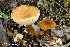  (Gyroporus borealis - MQ22-QFB33076-HRL2626)  @11 [ ] Copyright (c) (2018) Renee Lebeuf Mycoquebec