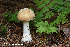  (Amanita crenulata - MQ22-QFB33071-HRL3390)  @11 [ ] Copyright (c) (2021) Renee Lebeuf Mycoquebec