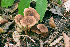  (Inocybe nemorosa - MQ22-HRL3549)  @11 [ ] Copyright (2021) Renee Lebeuf Unspecified