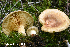  (Paxillus involutus - MQ24a-HRL4603)  @11 [ ] (bc-nc) (2024) Renee Lebeuf Unspecified