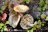  ( - MQ24a-HRL4618)  @11 [ ] (bc-nc) (2024) Renee Lebeuf Unspecified