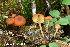  (Gymnopilus bellulus - MQ24a-HRL4622)  @11 [ ] (bc-nc) (2024) Renee Lebeuf Unspecified