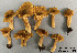  (Cantharellus appalachiensis - MQ22-QFB33080-JL2021)  @11 [ ] Copyright (c) (2021) Jacques Landry Mycoquebec