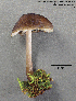  (Pluteus oreibatus - MQ22-YL4273-CMMF24809)  @11 [ ] Copyright (c) (2014) Yves Lamoureux Unspecified