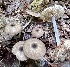  (Entoloma - MQ25a-CG3035)  @11 [ ] Copyright © (2023) Chantal Gauthier Unspecified