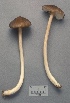 (Entoloma lagenicystis - MQ25a-CMMF001338)  @11 [ ] (bc-nc) (1991) Yves Lamoureux CMMF