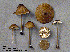  (Entoloma undulatellum - MQ25a-CMMF001651)  @11 [ ] (bc-nc) (1992) Yves Lamoureux CMMF