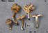  (Entoloma pungens - MQ25a-CMMF001673)  @11 [ ] (bc-nc) (1992) Yves Lamoureux CMMF