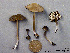  (Entoloma perfuscum - MQ25a-CMMF001882)  @11 [ ] (bc-nc) (1993) Yves Lamoureux CMMF