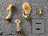  (Entoloma farinogustus - MQ25a-CMMF002381)  @11 [ ] (bc-nc) (1995) Yves Lamoureux CMMF