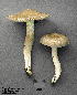  (Entoloma cokeri - MQ25a-CMMF002454)  @11 [ ] (bc-nc) (1995) Yves Lamoureux CMMF
