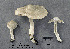  (Entoloma argenteum - MQ25a-CMMF002815)  @11 [ ] (bc-nc) (1996) Yves Lamoureux CMMF
