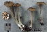  (Entoloma variiceps - MQ25a-CMMF003455)  @11 [ ] (bc-nc) (2000) Yves Lamoureux CMMF