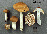  (Entoloma melleidiscum - MQ25a-CMMF004020)  @11 [ ] (bc-nc) (2006) Yves Lamoureux CMMF