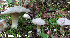  ( - MQ25-HL0901)  @11 [ ] Unspecified (default): All Rights Reserved (2010) Herman Lambert Unspecified