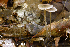  ( - MQ24a-HRL4535)  @11 [ ] (bc-nc) (2024) Renee Lebeuf Unspecified