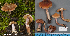 (Cortinarius venustus - MQ23-HL1902)  @11 [ ] copyright (c) (2022) Herman Lambert Unspecified