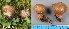  (Lycoperdon umbrinum - MQ23-HL1935)  @11 [ ] copyright (c) (2022) Herman Lambert Unspecified