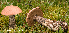  (Leccinum atrostipitatum - MQ23-HRL3855)  @11 [ ] copyright © (2022) Renee Lebeuf Unspecified