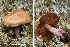 (Thaxterogaster aff. porphyropus - MQ23-HRL3868)  @11 [ ] copyright © (2022) Renee Lebeuf Unspecified