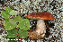  (Leccinum aurantiacum - MQ23-HRL3871)  @11 [ ] copyright © (2022) Renee Lebeuf Unspecified