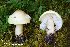  (Tricholoma aff. boudieri IUMQ3890 - MQ23-HRL3879)  @11 [ ] copyright © (2022) Renee Lebeuf Unspecified