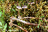  (Cortinarius sphagnoravus - MQ23-HRL3880)  @11 [ ] copyright © (2022) Renee Lebeuf Unspecified