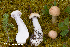  (Cortinarius pinophilus - MQ23-HRL3888)  @11 [ ] copyright © (2022) Renee Lebeuf Unspecified