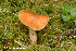  (Cortinarius collinitus - MQ23-HRL3898)  @11 [ ] copyright © (2022) Renee Lebeuf Unspecified