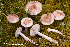  (Hygrophorus erubescens - MQ23-HRL3900)  @11 [ ] copyright © (2022) Renee Lebeuf Unspecified