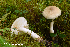  (Tricholoma inamoenum - MQ23-HRL3926)  @11 [ ] copyright © (2022) Renee Lebeuf Unspecified