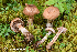  (Cortinarius suboenochelis - MQ23-HRL3936)  @11 [ ] copyright © (2022) Renee Lebeuf Unspecified