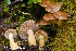  (Armillaria sinapina - MQ23-HRL3937)  @11 [ ] copyright © (2022) Renee Lebeuf Unspecified