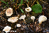  (Leucocybe - MQ23-HRL3951)  @11 [ ] copyright © (2022) Renee Lebeuf Unspecified