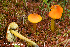  (Hygrocybe conica - MQ23-HRL3965)  @11 [ ] copyright © (2022) Renee Lebeuf Unspecified