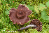  (Cortinarius evernius - MQ23-HRL3972)  @11 [ ] copyright © (2022) Renee Lebeuf Unspecified